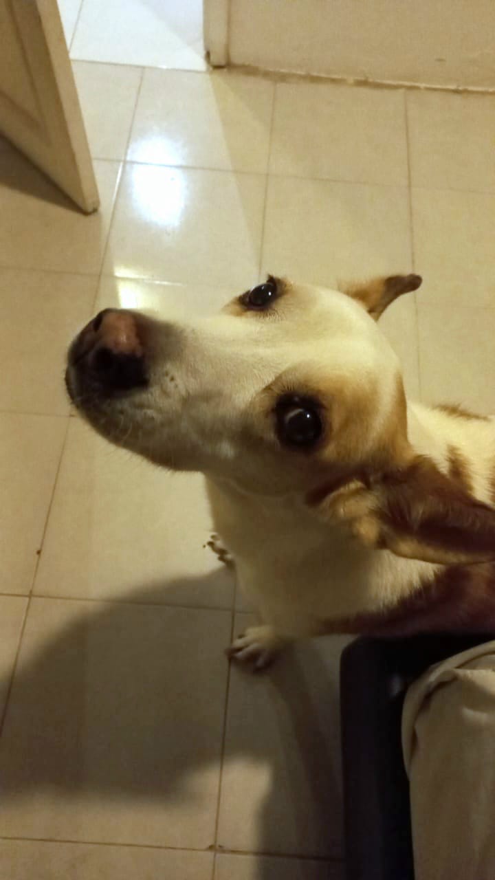 MAYA