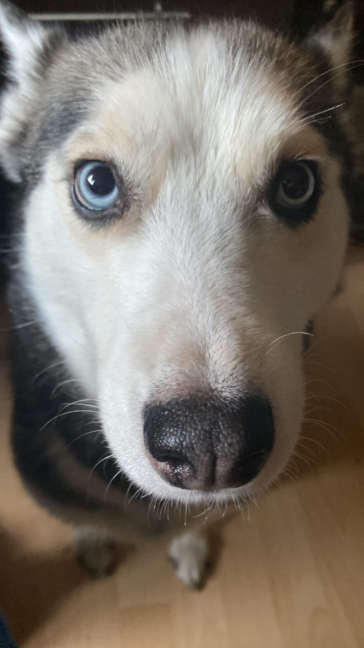 NINA