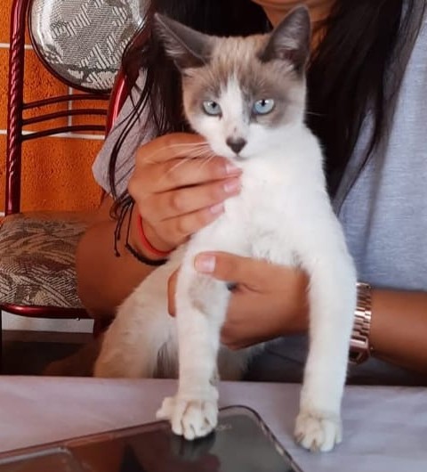 PANCHA