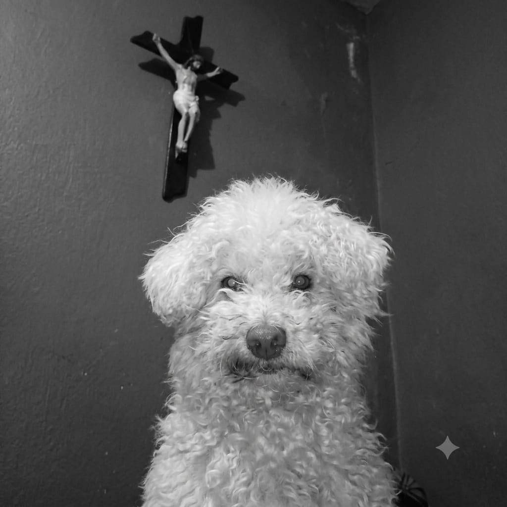 PELUCHIN