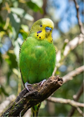 PIQUITO