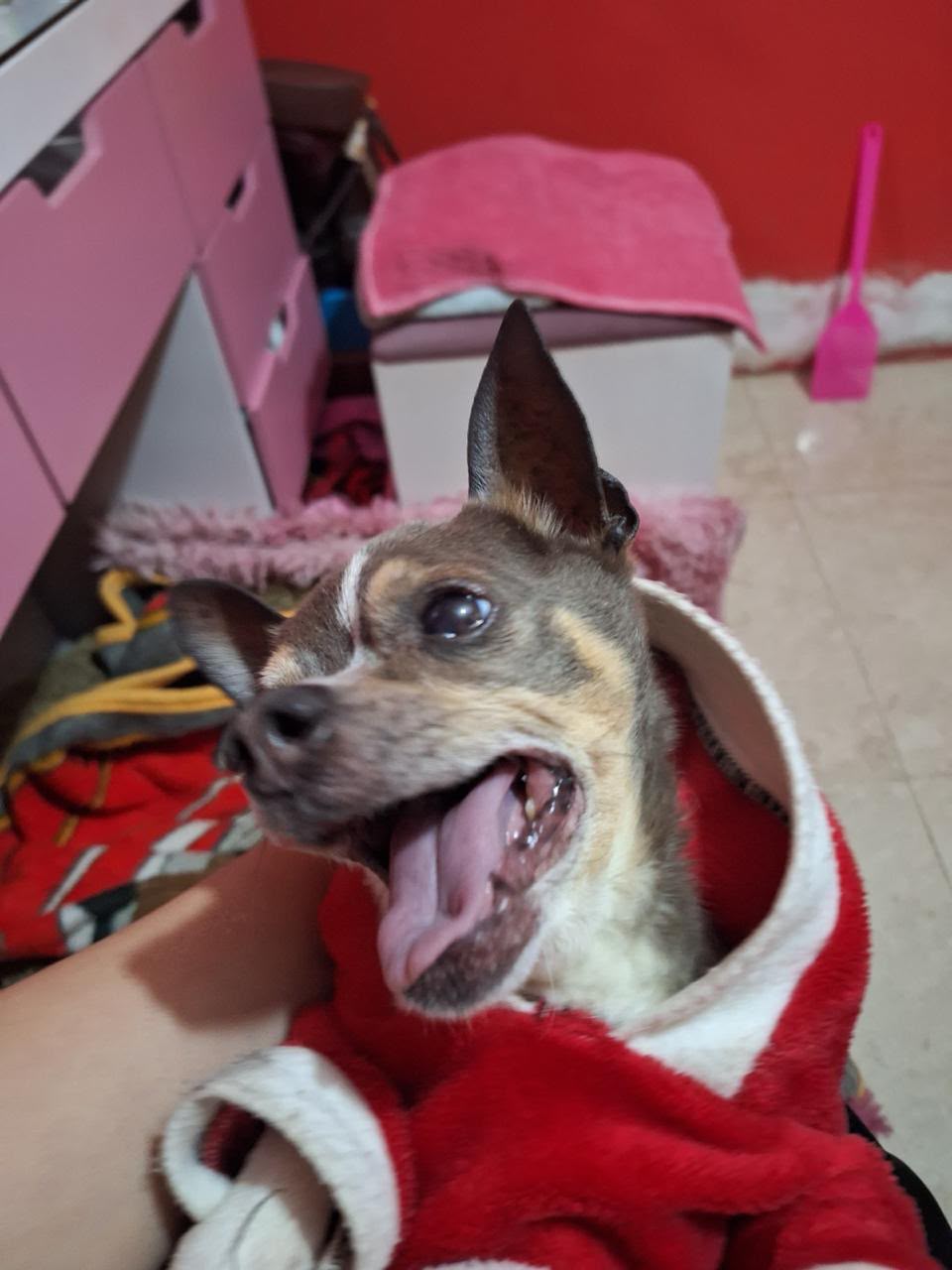 PIPI