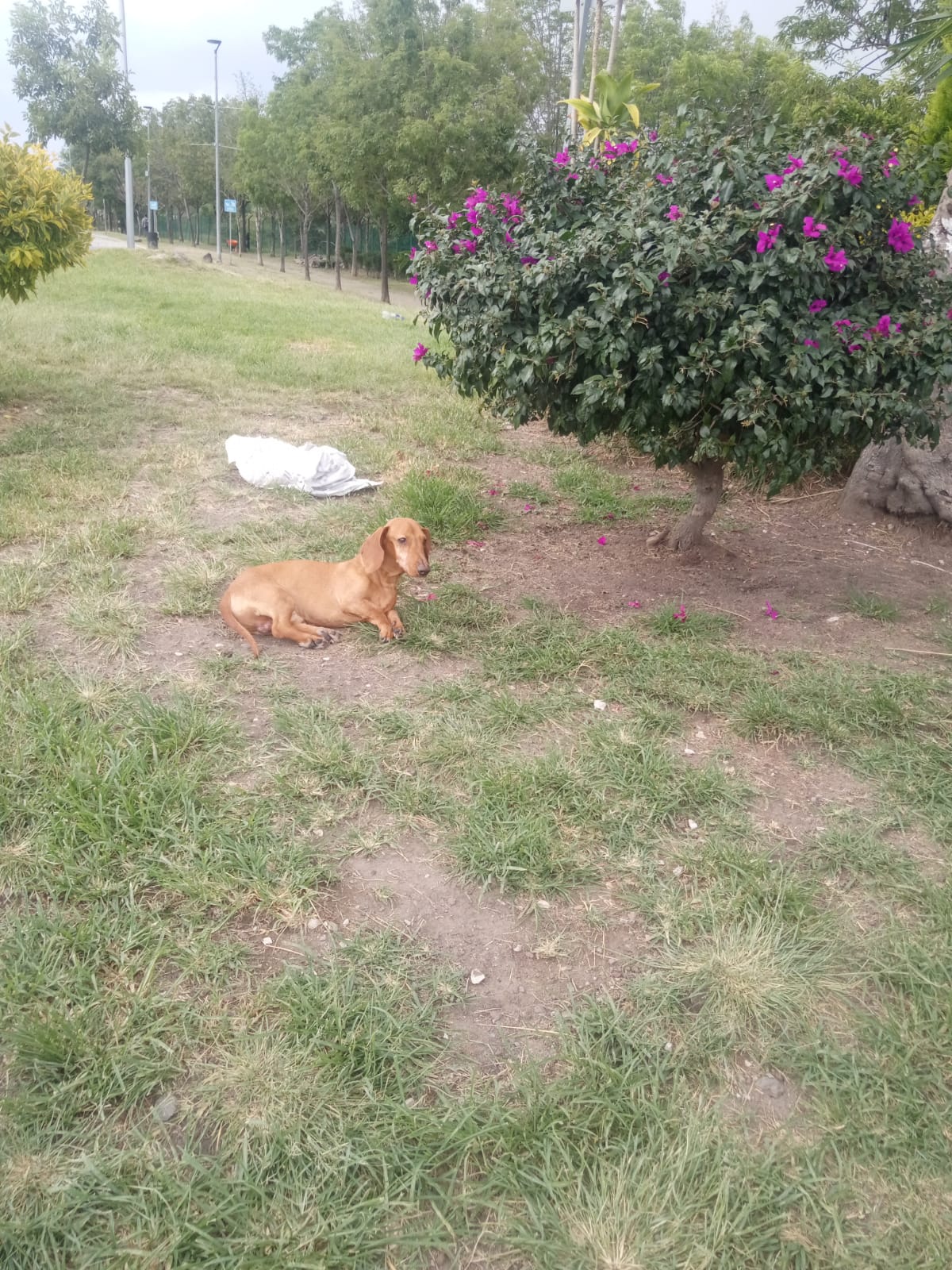 SIRILO