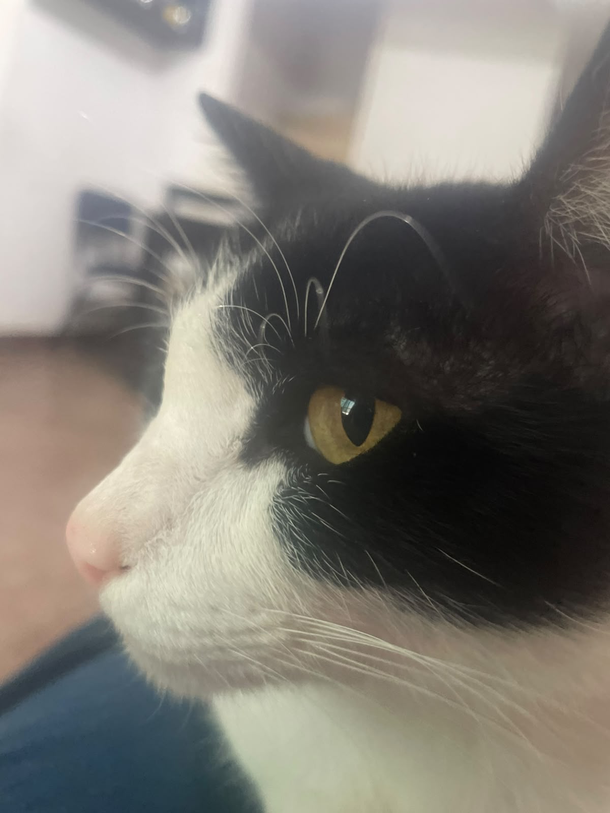 ZOOM ZAMACONA