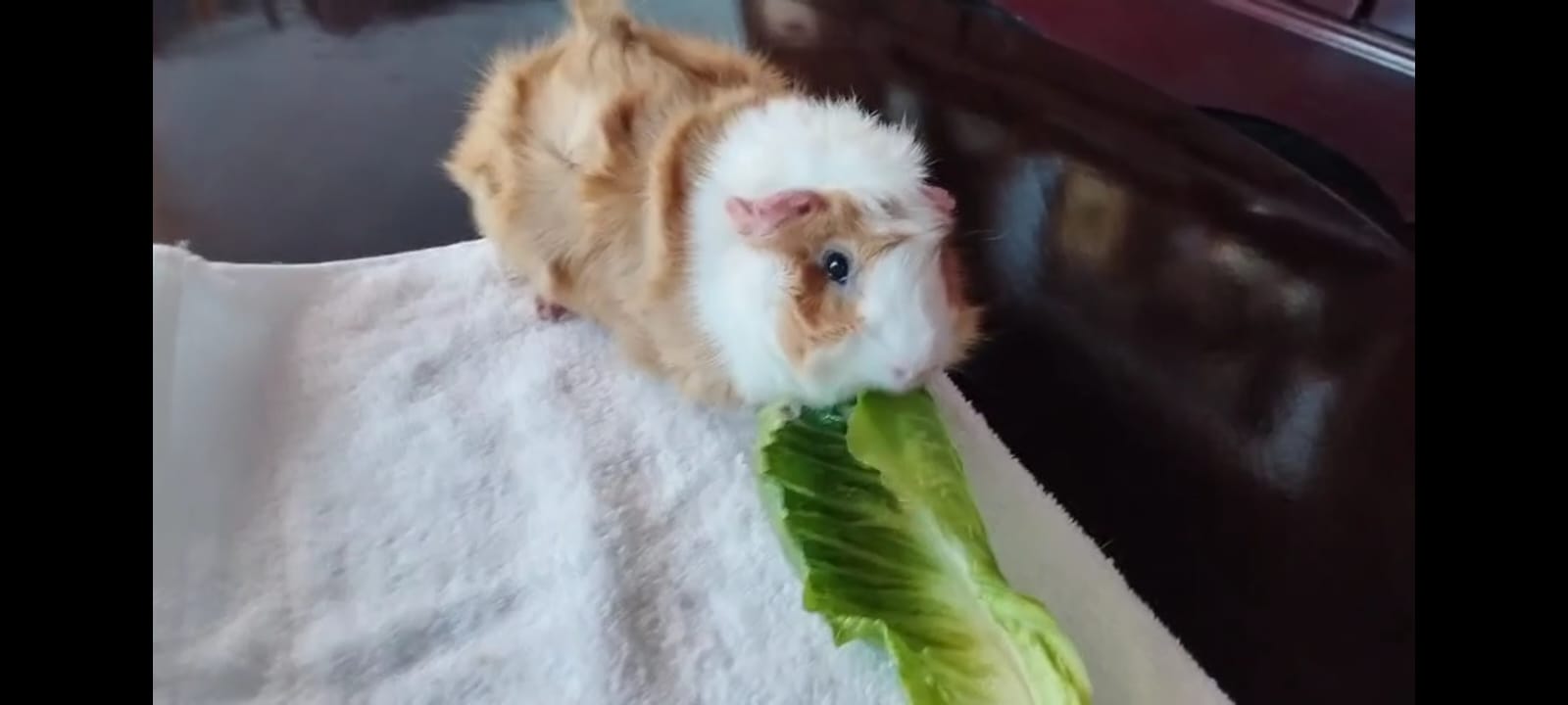 CUYITO CANELO