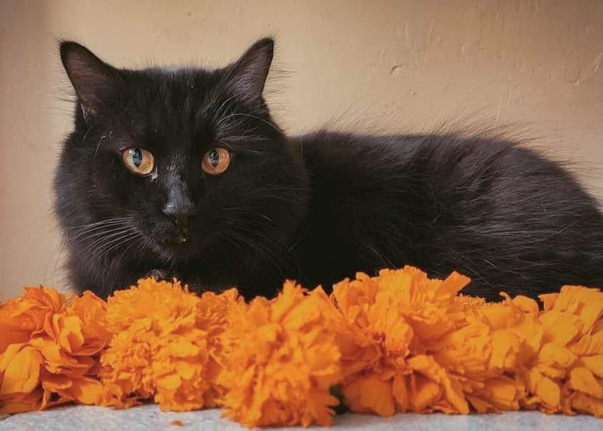 RIKKI