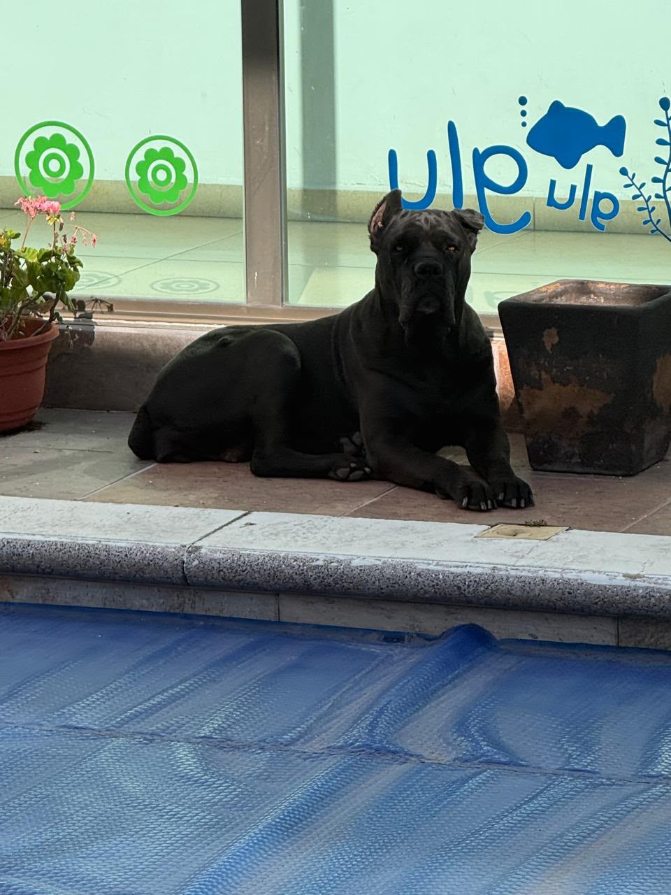 MIKA