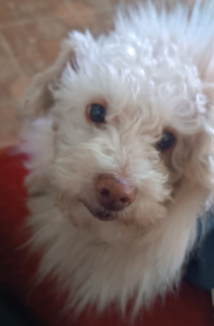 HUGO