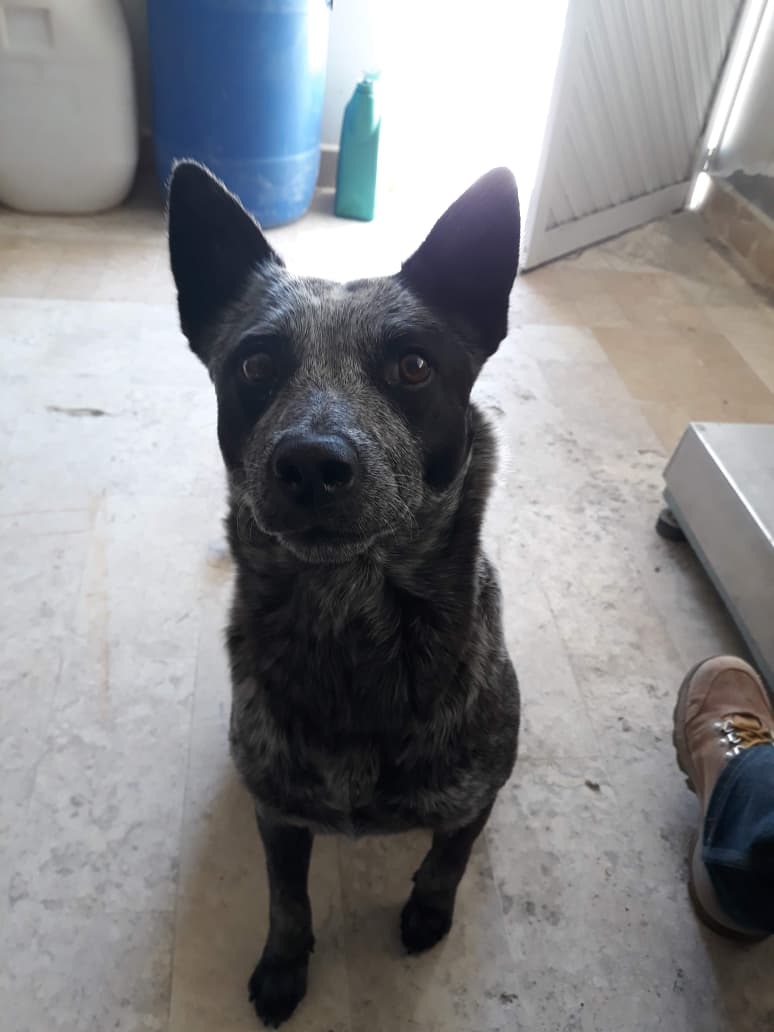 MAYA