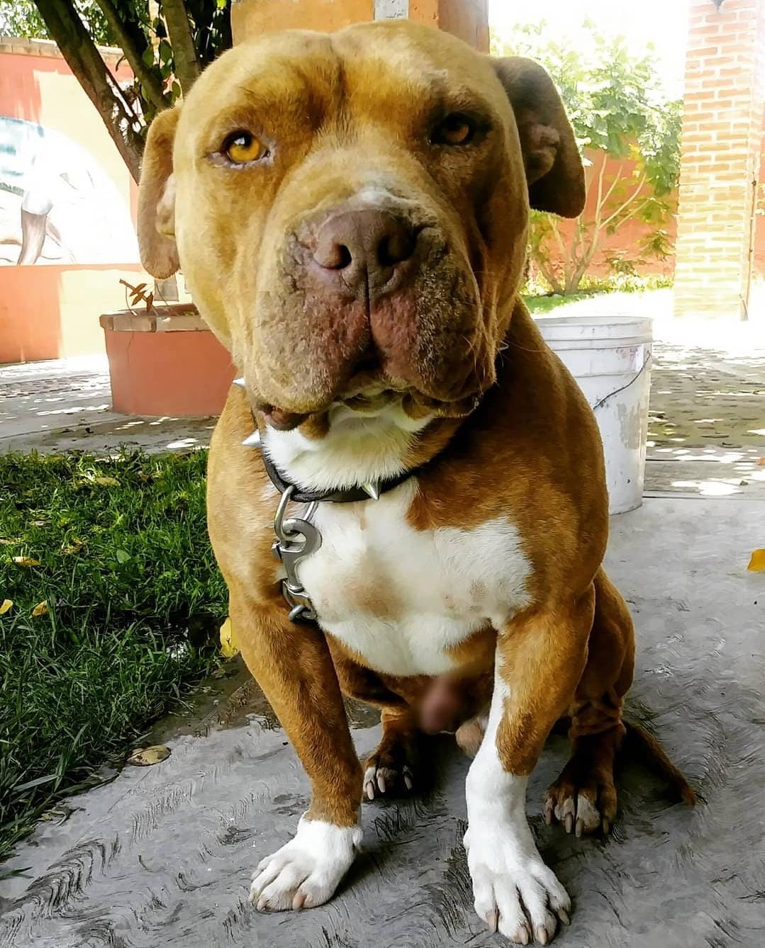 GUAPETÓN