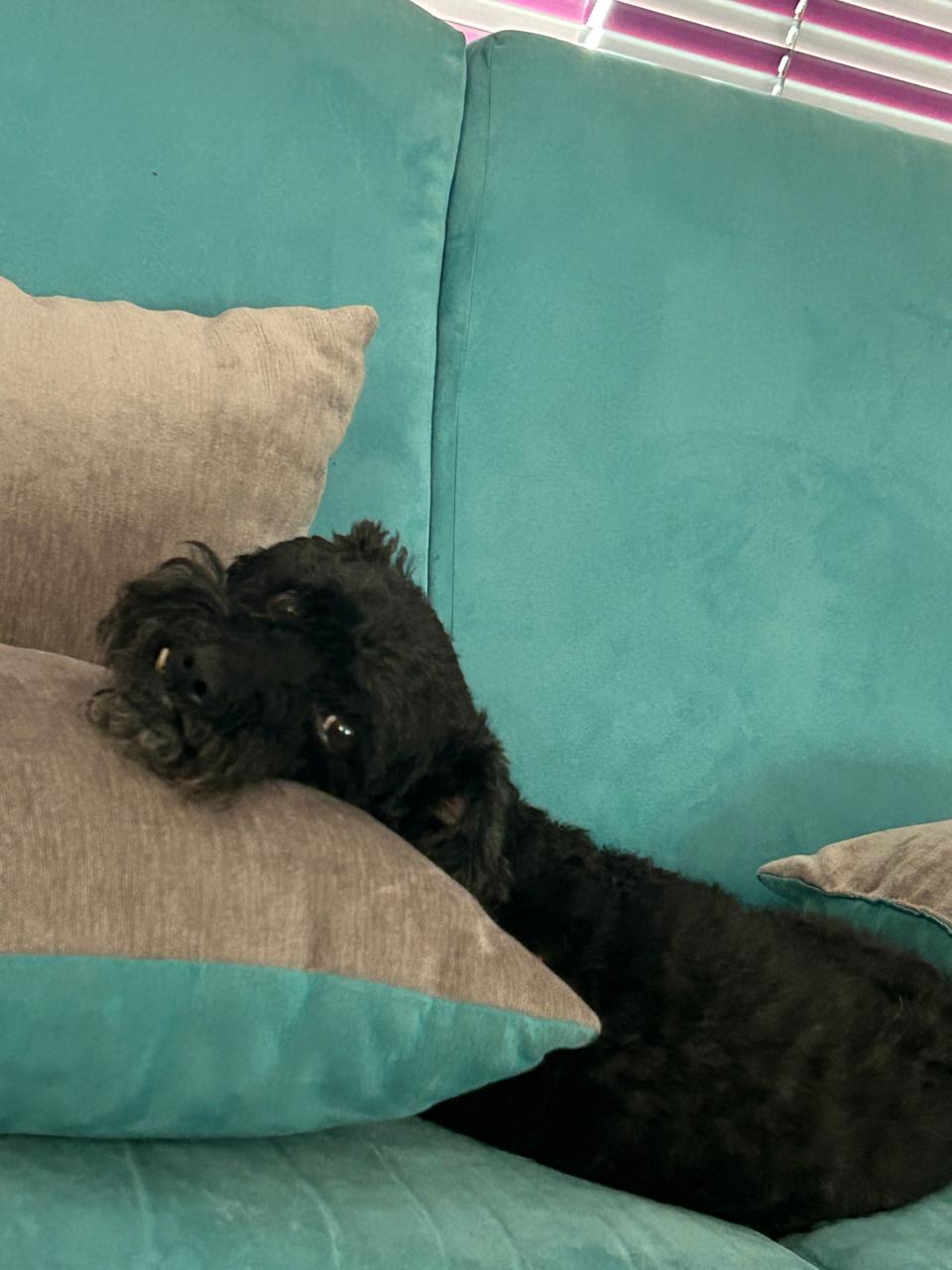 NIRO