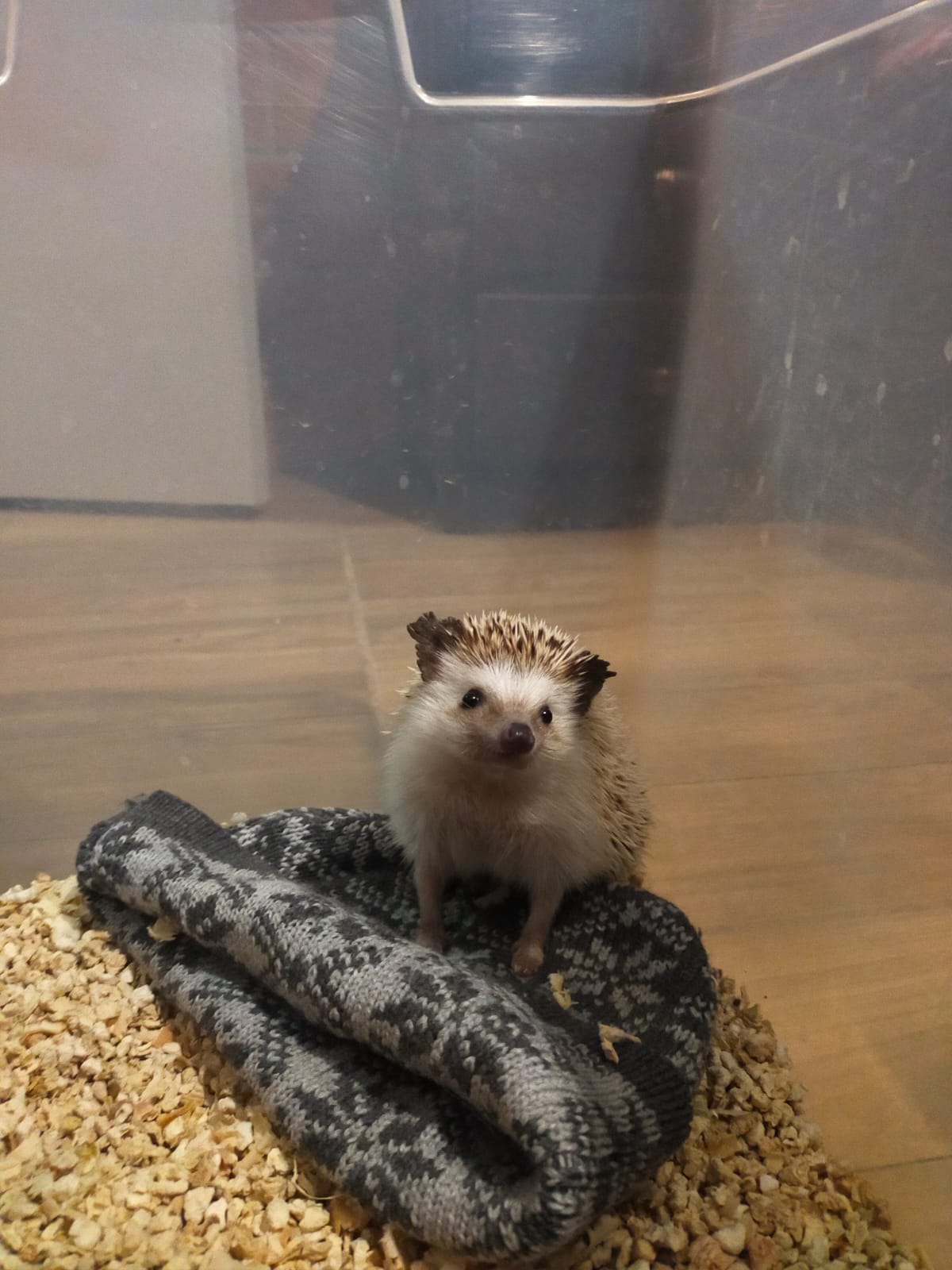 AMY
