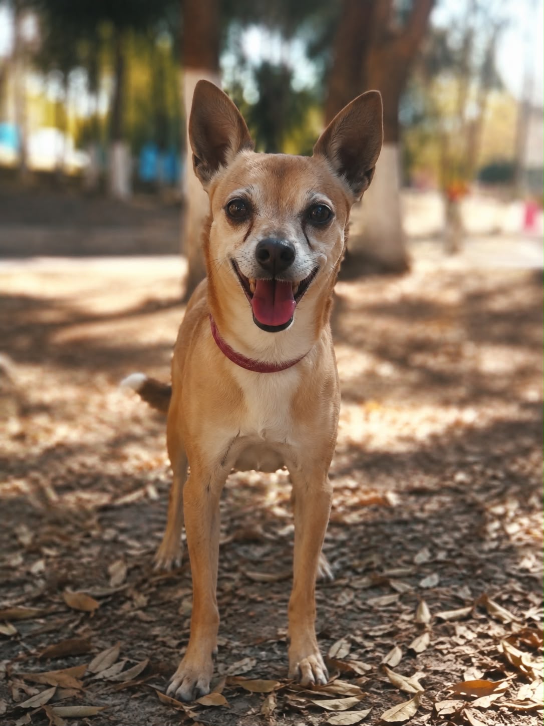 BAMBY