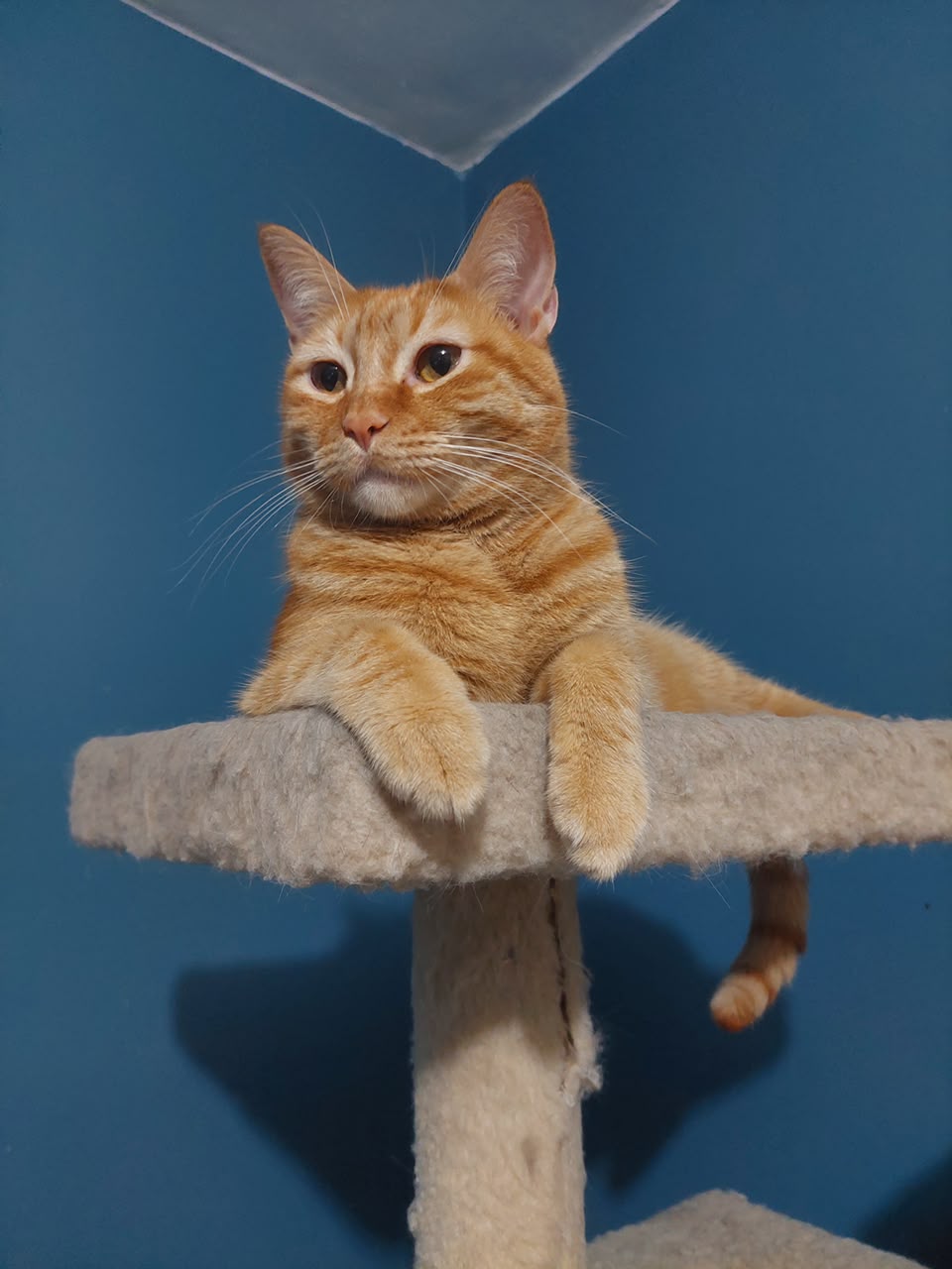 BAPHI (GATITO)