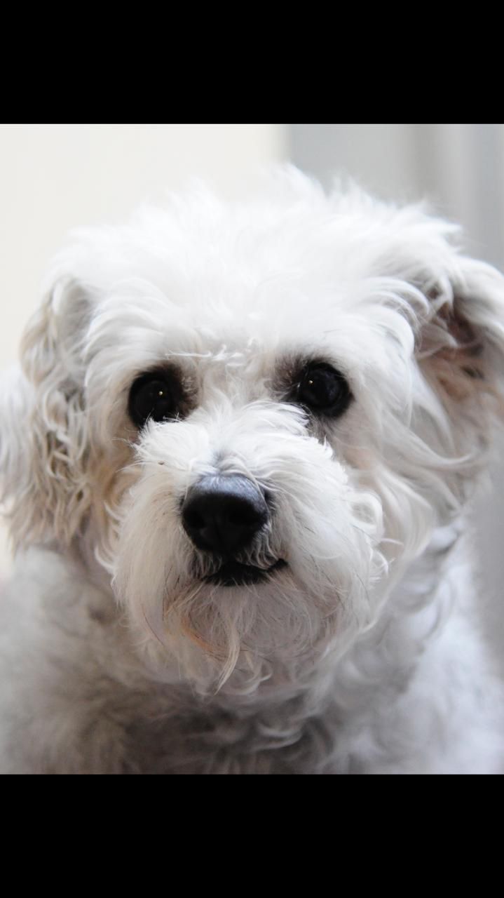 BOLITA