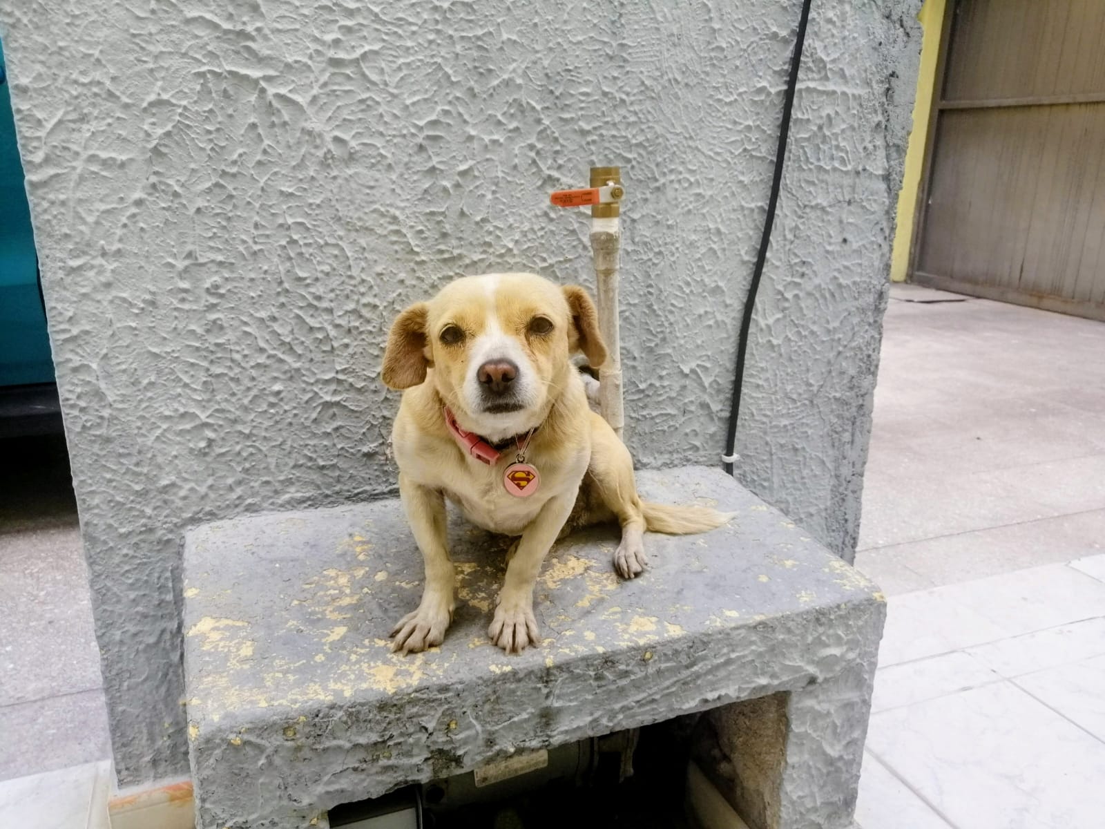 CANELA
