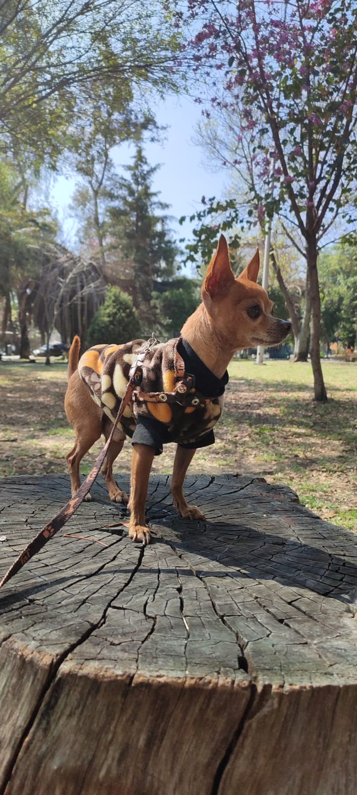 CANELO