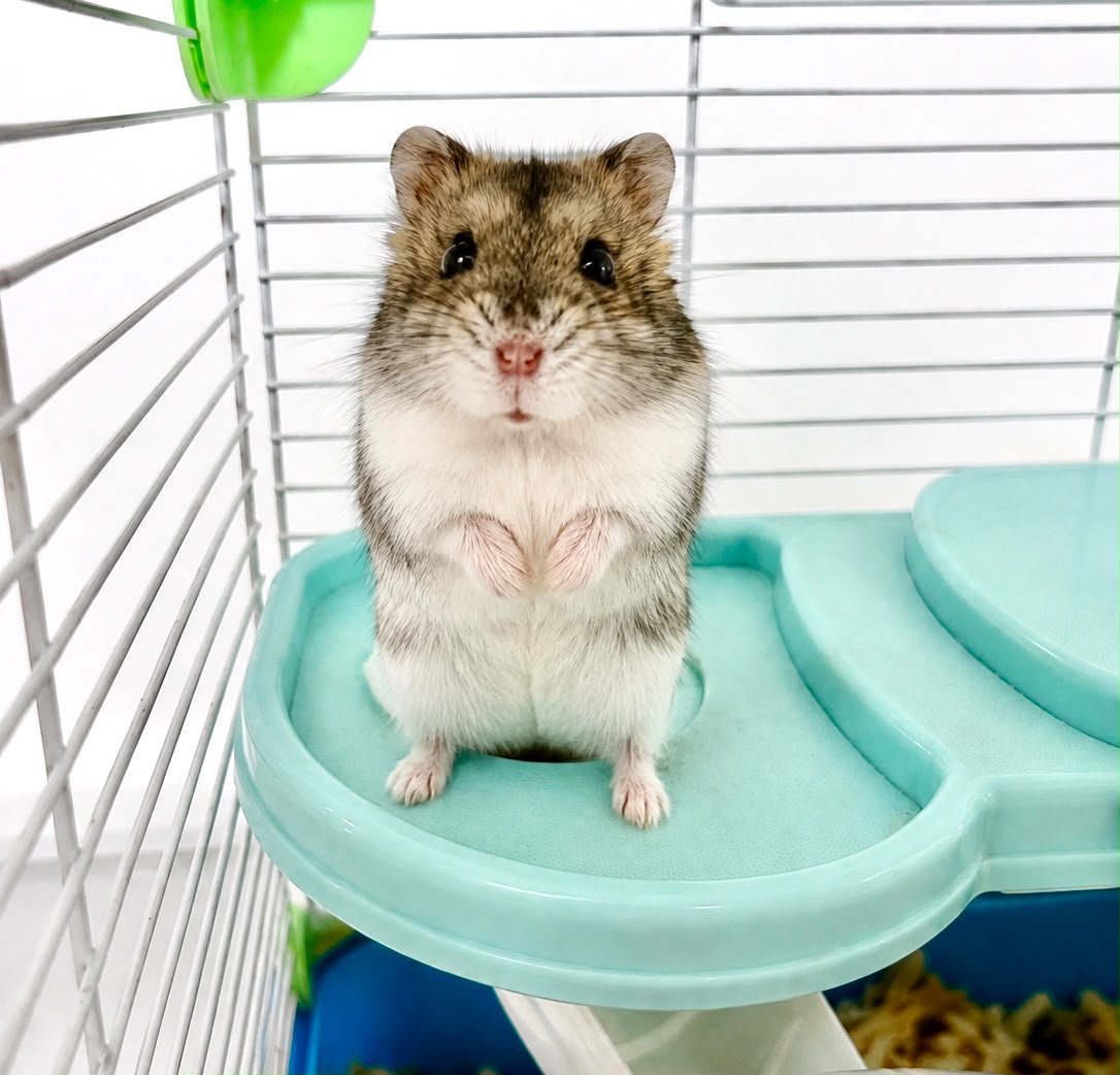 CARLOS