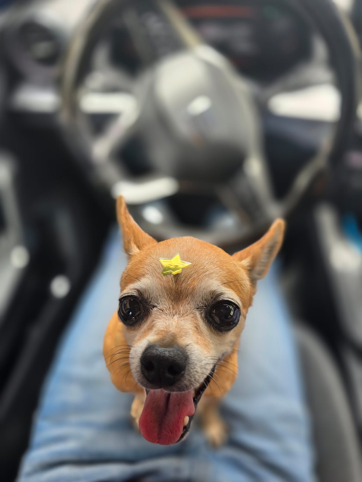 FIFI