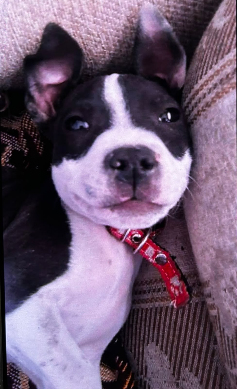 JACK
