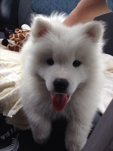 KODA