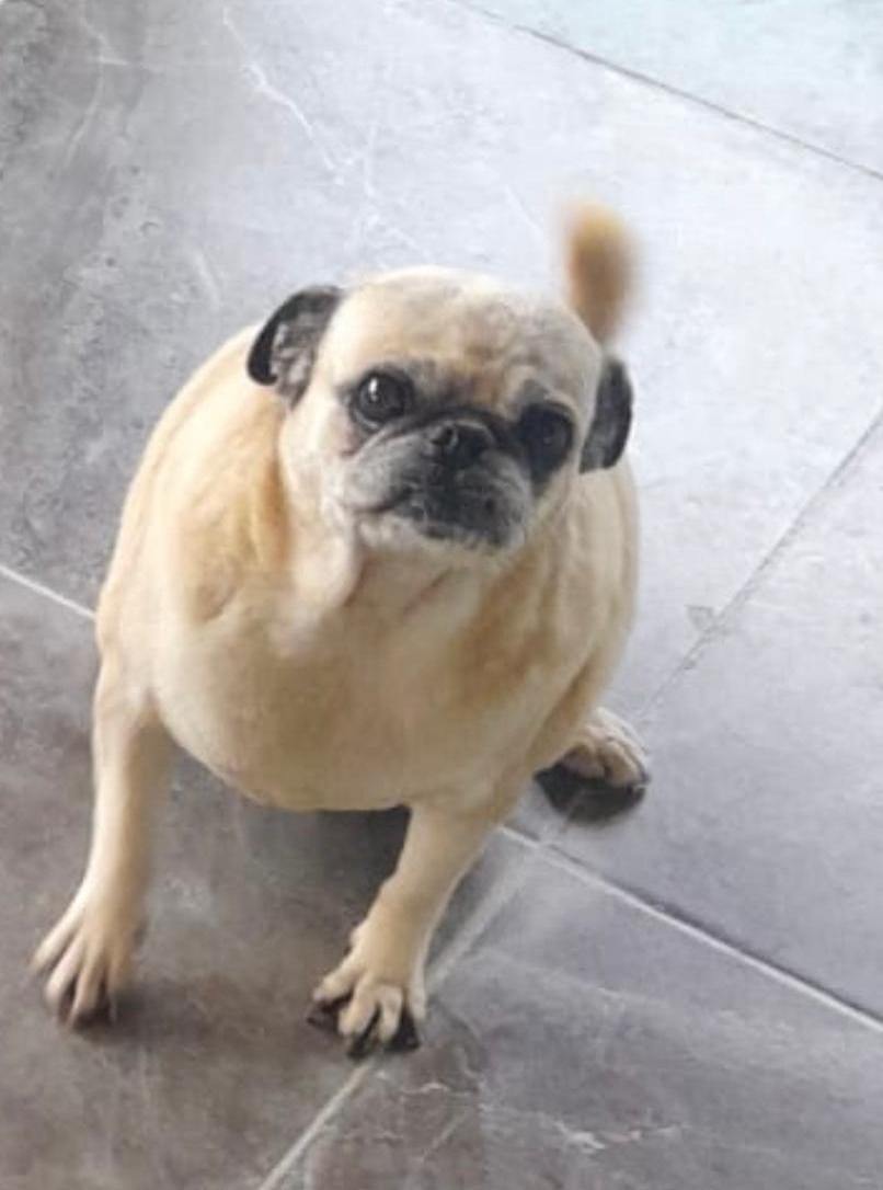 LOLA