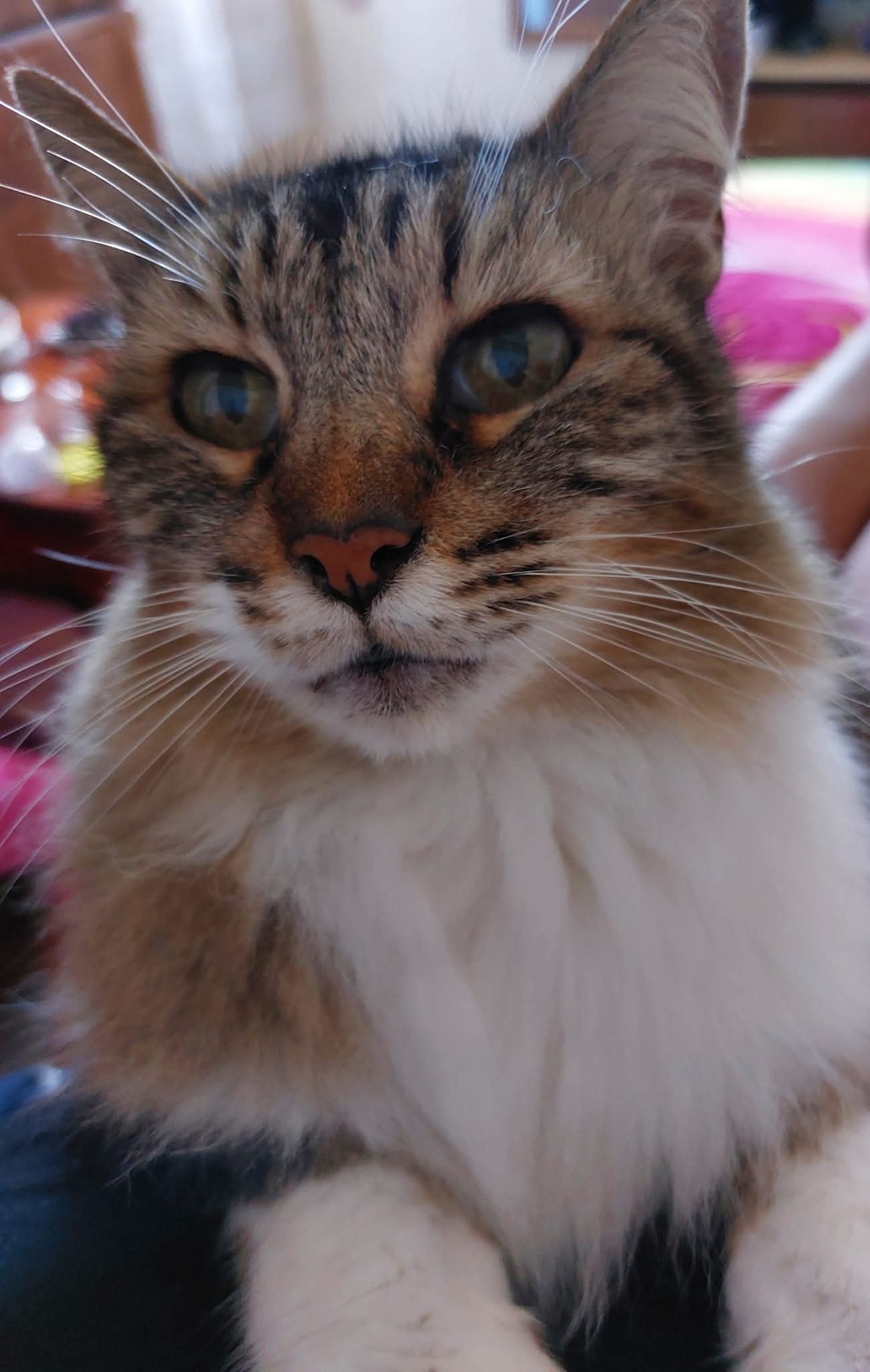 MIMI