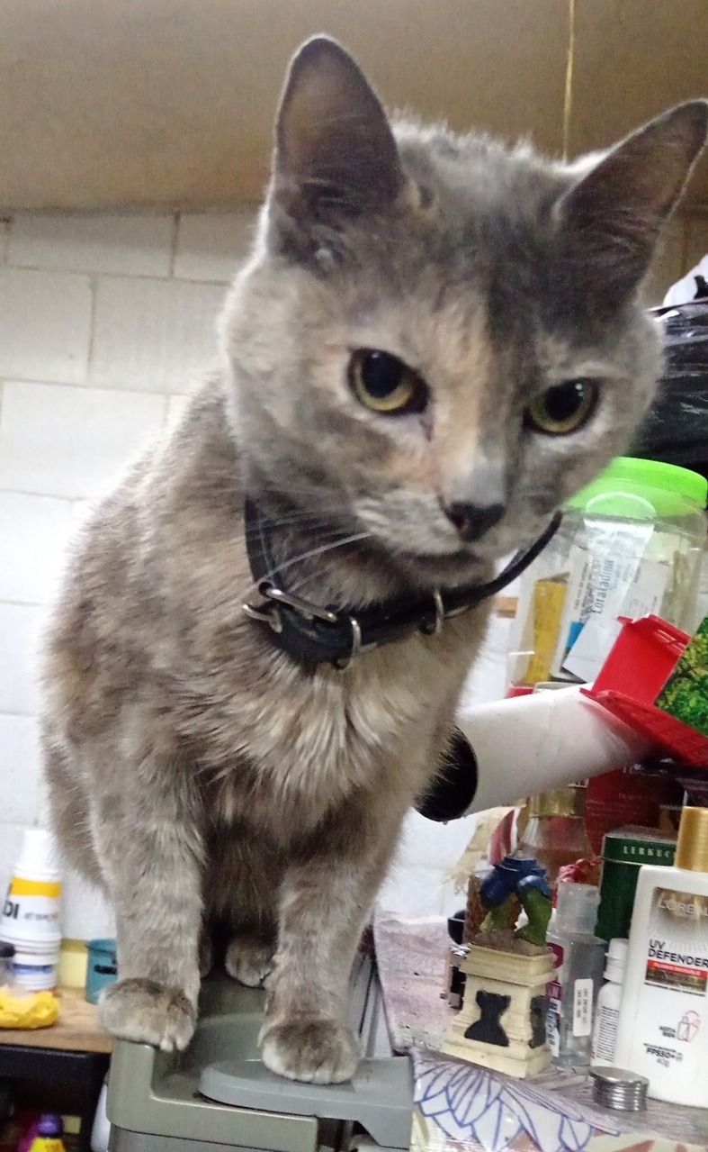 MIZU