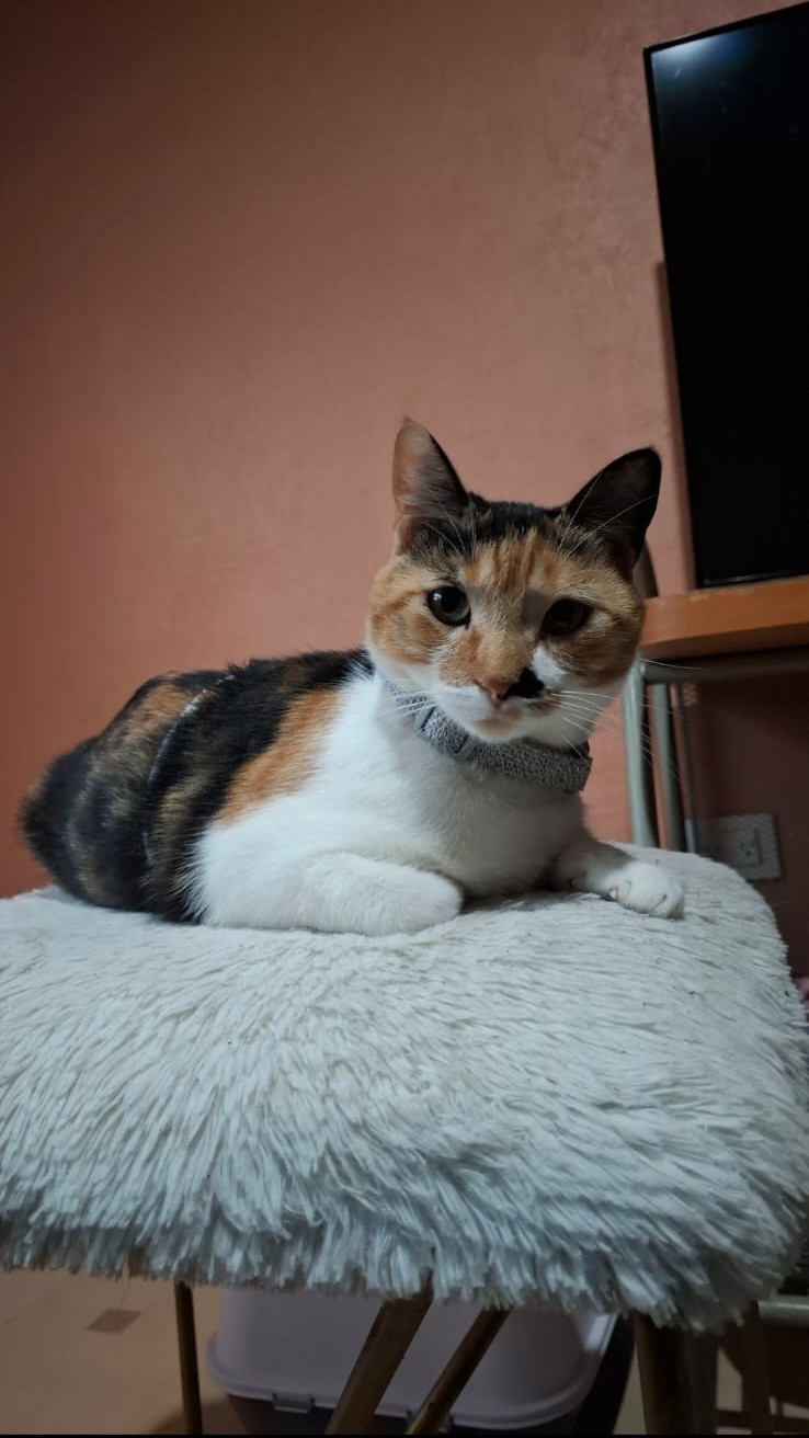 PANCHA