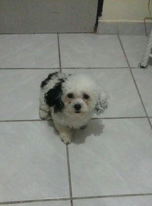 PUCCA