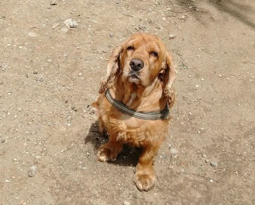 ROCKO