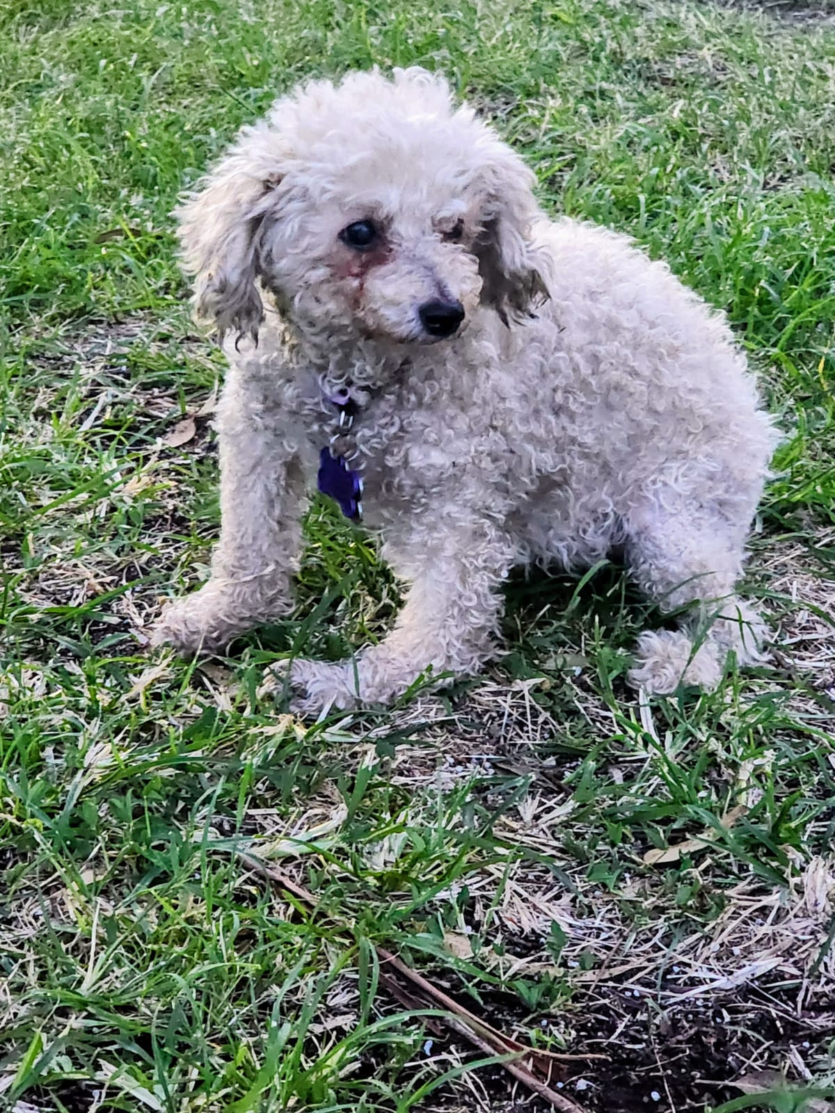 PEPITA