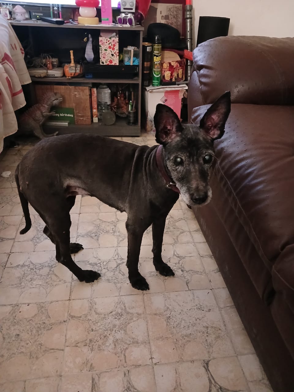 NEGRITA