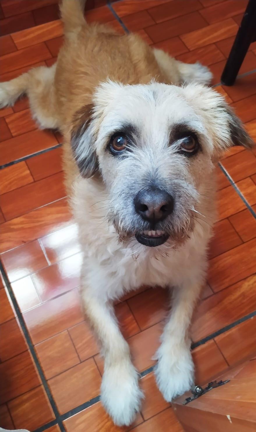 TINO
