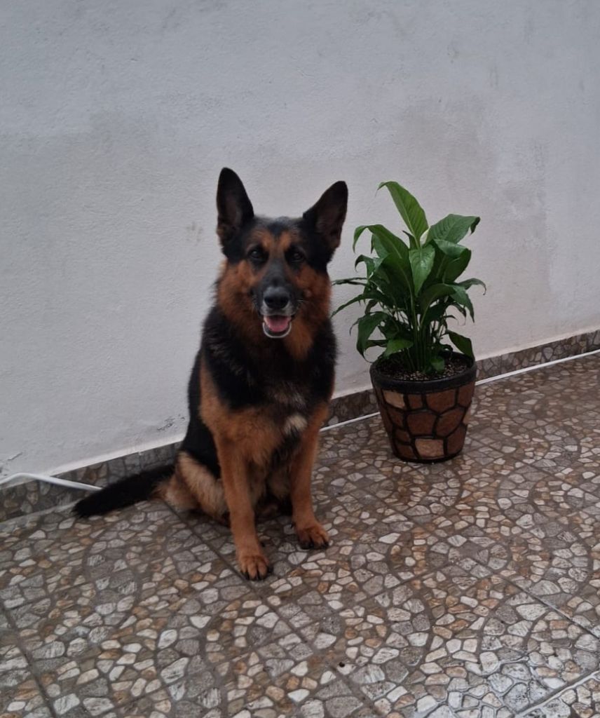 ZEUS