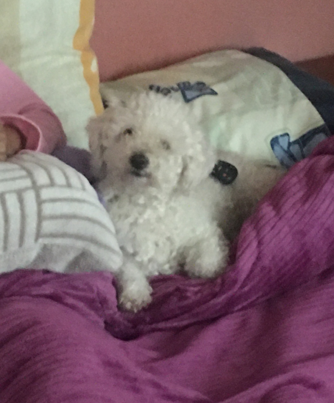 FEDRITA