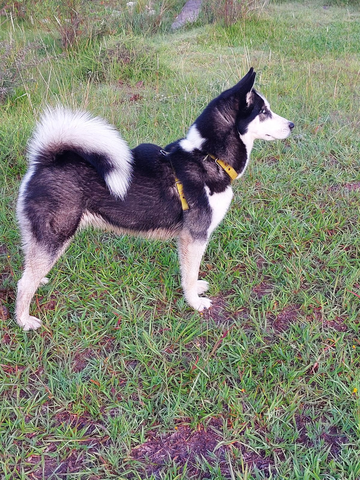 MUÑECA