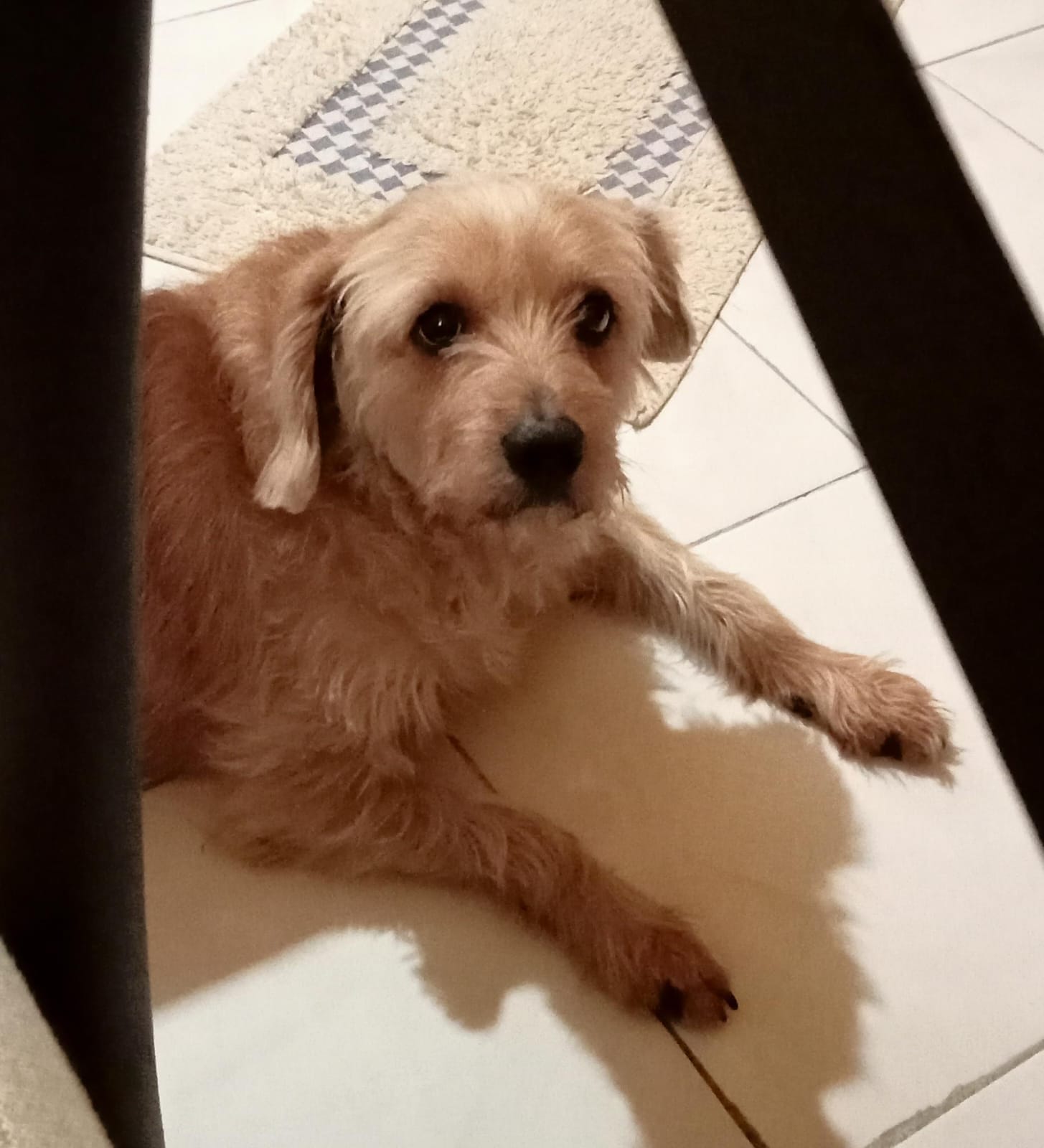 CANELITA