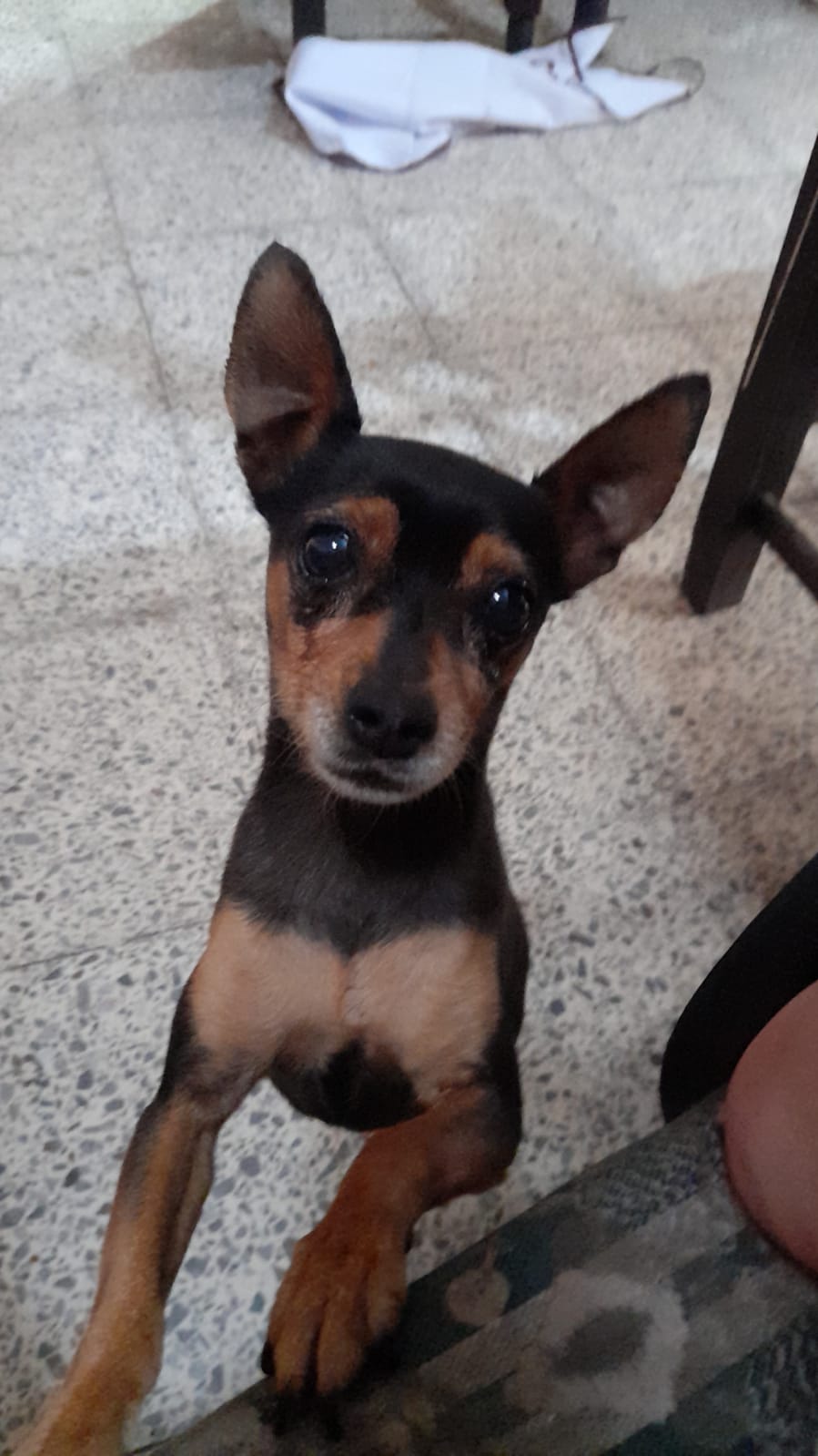 PULGUITA (PEQUE)