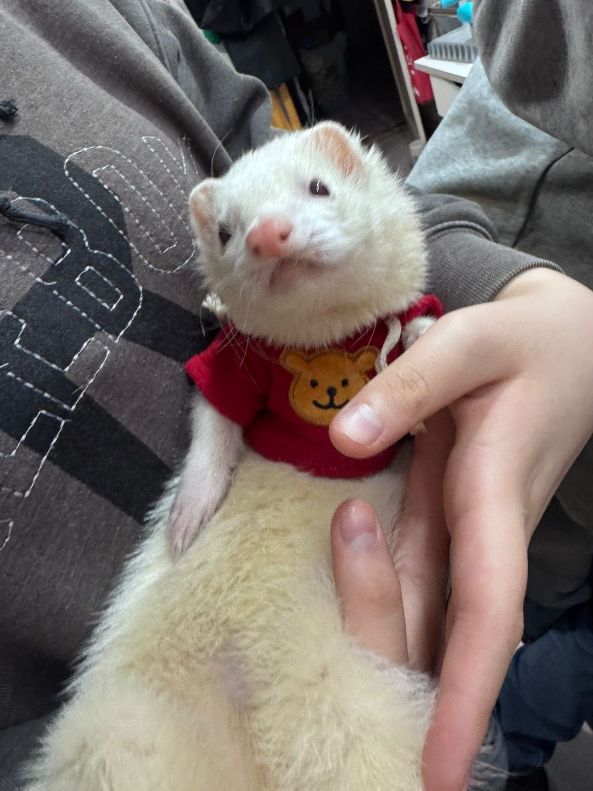 FURRET