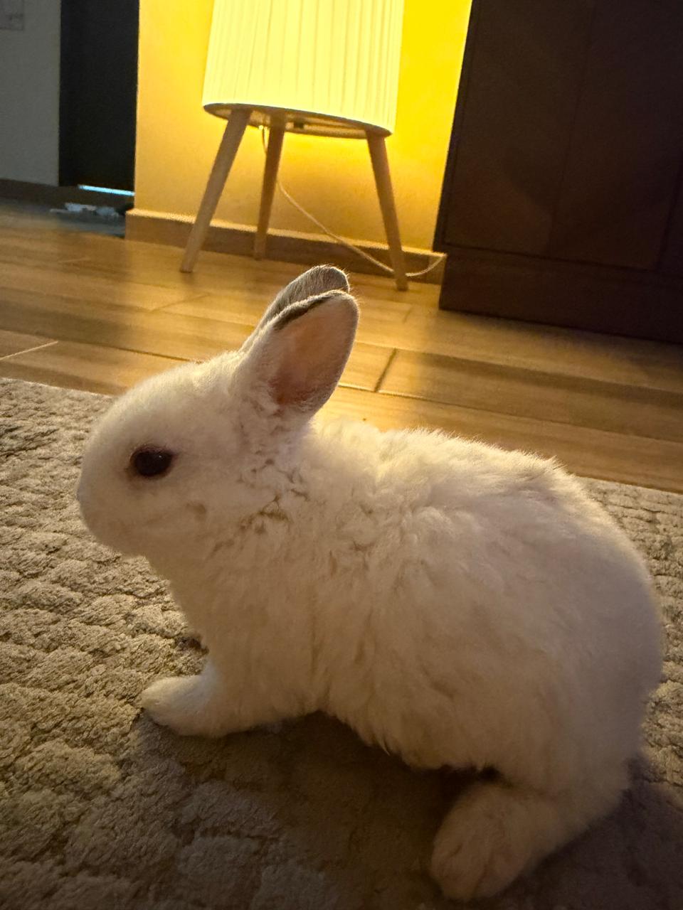 MOCHI