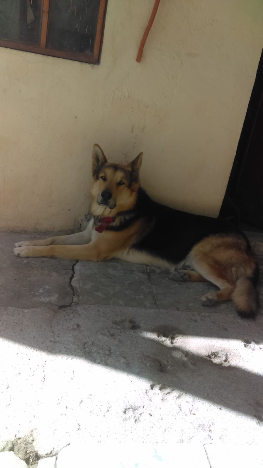 BRUNO
