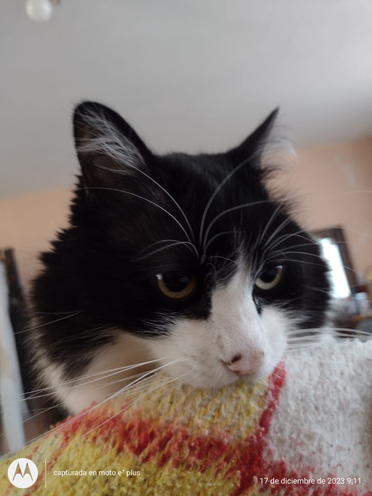 CHACHITO