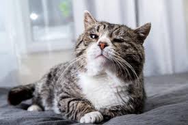 CHISPITA