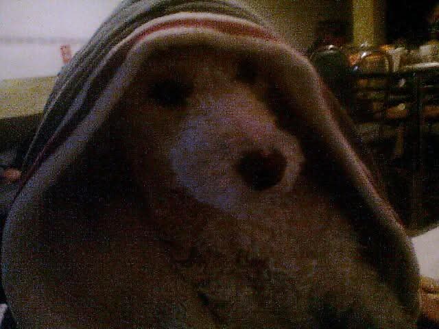GONZO