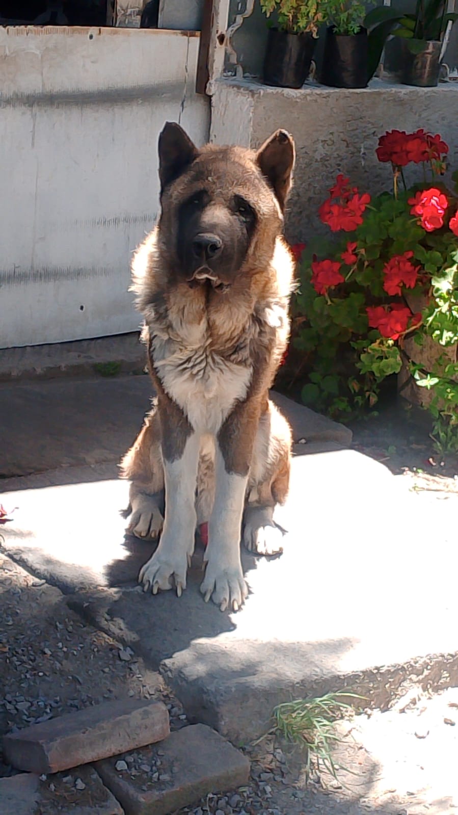 KENAI