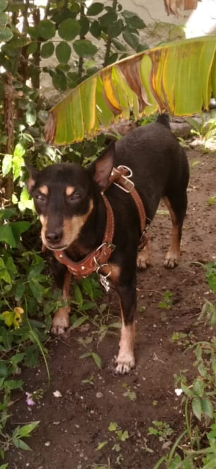 KOBI