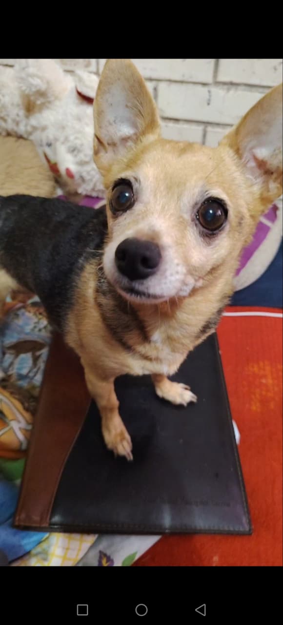 MIMI
