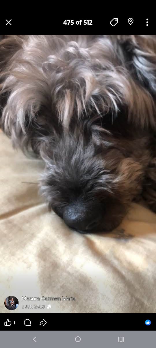 MIMI