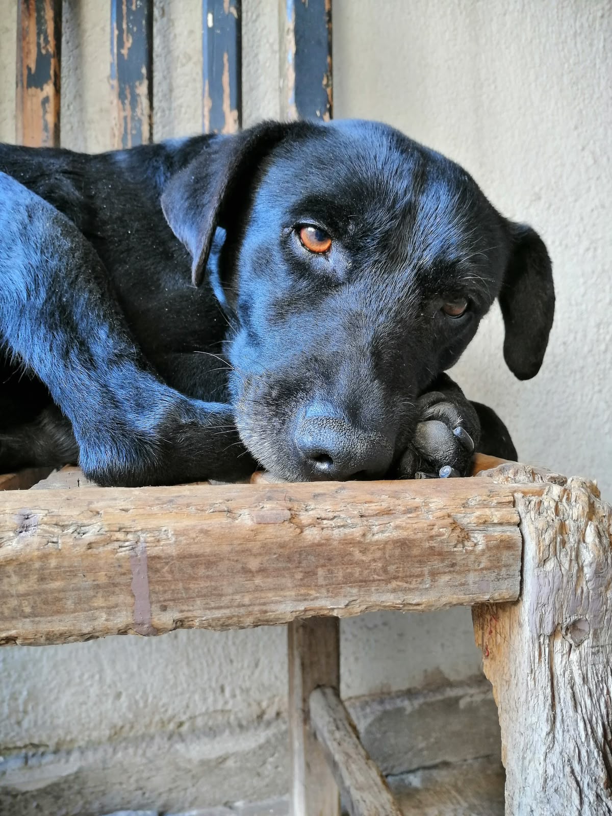 NEGRITO